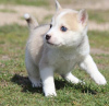 Photo №2 to announcement № 103448 for the sale of alaskan klee kai - buy in Cyprus 