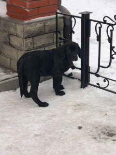 Additional photos: Gorgeous puppies from purebred parents of champions