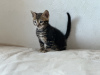 Photo №1. bengal cat - for sale in the city of Birmingham | negotiated | Announcement № 96650