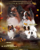 Photo №1. papillon dog - for sale in the city of Minsk | negotiated | Announcement № 88285