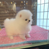 Additional photos: Beautiful Pomeranian puppy