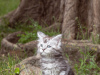 Photo №2 to announcement № 10932 for the sale of maine coon - buy in Belarus private announcement
