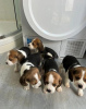 Photo №1. beagle - for sale in the city of St. Petersburg | 317$ | Announcement № 37083