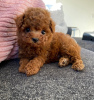 Photo №1. poodle (toy) - for sale in the city of Шарлоттенбург | negotiated | Announcement № 17237