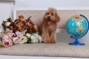 Photo №4. I will sell poodle (toy) in the city of Barnaul. breeder - price - Negotiated