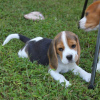 Photo №3. Beautiful Beagle puppies. Germany