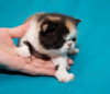 Photo №1. exotic shorthair - for sale in the city of Minsk | 600$ | Announcement № 32396