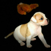Photo №2 to announcement № 18602 for the sale of american bulldog - buy in Portugal private announcement