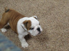 Additional photos: Available English Bulldogs puppies for sale.