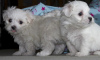 Photo №1. maltese dog - for sale in the city of Marseilles | negotiated | Announcement № 58277