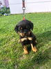 Additional photos: Rottweiler puppies