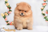Photo №4. I will sell pomeranian in the city of Loznica.  - price - Is free