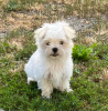 Photo №1. maltese dog - for sale in the city of Rylsk | Is free | Announcement № 114993