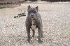 Photo №4. I will sell american bully in the city of Yaroslavl. from nursery, breeder - price - 779$