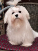 Photo №2 to announcement № 94784 for the sale of maltese dog - buy in Serbia 
