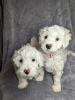 Photo №2 to announcement № 83626 for the sale of maltese dog - buy in United States 