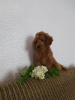 Additional photos: Selling miniature poodle red brown