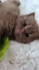 Photo №1. british shorthair - for sale in the city of Niedenstein | 856$ | Announcement № 75510