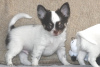 Photo №2 to announcement № 99028 for the sale of chihuahua - buy in Finland private announcement