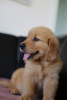 Additional photos: GOLDEN RETRIEVER-golden and dark gold puppies, ZKwP, after champions,