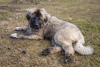 Photo №1. caucasian shepherd dog - for sale in the city of Огре | 264$ | Announcement № 99870