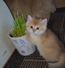 Photo №2 to announcement № 32859 for the sale of british shorthair - buy in Sweden private announcement, from nursery, breeder