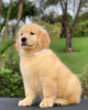 Photo №1. golden retriever - for sale in the city of Stockholm | negotiated | Announcement № 84610