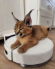 Photo №1. caracal - for sale in the city of Helsinki | negotiated | Announcement № 107541