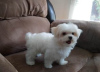 Photo №2 to announcement № 107582 for the sale of maltese dog - buy in Italy private announcement