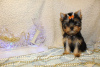 Photo №1. yorkshire terrier - for sale in the city of Haifa | 700$ | Announcement № 19573