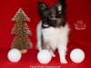 Photo №2 to announcement № 30230 for the sale of papillon dog - buy in Russian Federation from nursery