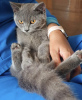 Photo №1. british shorthair - for sale in the city of Munich | 269$ | Announcement № 108913