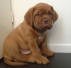 Photo №2 to announcement № 120657 for the sale of dogue de bordeaux - buy in Finland private announcement