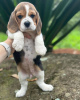 Photo №3. Fantastic litter of beagle puppies. Germany