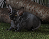 Photo №4. I will sell sphynx-katze in the city of Kharkov. from nursery, breeder - price - 1000$