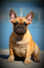 Photo №1. french bulldog - for sale in the city of Zaporizhia | 3487$ | Announcement № 71930