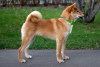 Photo №2 to announcement № 19562 for the sale of shiba inu - buy in Russian Federation from nursery, breeder