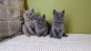 Photo №4. I will sell british shorthair in the city of Wiesbaden. from nursery, from the shelter, breeder - price - 370$