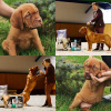 Photo №2 to announcement № 8022 for the sale of dogue de bordeaux - buy in Belarus breeder