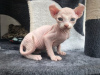Photo №1. sphynx cat - for sale in the city of Berlin | 150$ | Announcement № 97593