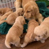 Photo №2 to announcement № 72002 for the sale of golden retriever - buy in Finland private announcement, breeder