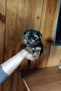 Photo №2 to announcement № 4461 for the sale of yorkshire terrier - buy in Ukraine private announcement