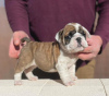 Photo №1. english bulldog - for sale in the city of West Hollywood | 350$ | Announcement № 100202