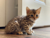Photo №1. bengal cat - for sale in the city of Oberhausen | 285$ | Announcement № 99746