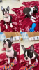 Photo №1. boston terrier - for sale in the city of Surčin | negotiated | Announcement № 96524