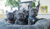 Photo №1. french bulldog - for sale in the city of Штутгарт | negotiated | Announcement № 30235