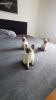 Photo №2 to announcement № 125392 for the sale of siamese cat - buy in Germany private announcement