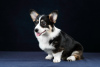 Photo №4. I will sell welsh corgi in the city of St. Petersburg. breeder - price - negotiated