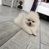 Photo №1. pomeranian - for sale in the city of White church | 440$ | Announcement № 10734