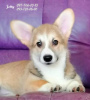 Photo №1. welsh corgi - for sale in the city of Dnipro | 1237$ | Announcement № 37014